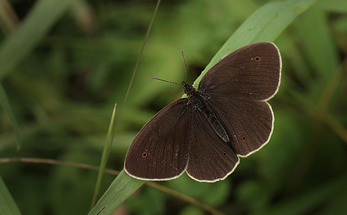 Engrandje, Aphantopus hyperantus han. Bialowieza skovene, Polen d. 18/6 2011. Fotograf: Lars Andersen