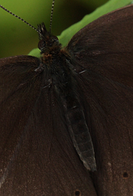 Engrandje, Aphantopus hyperantus han. Bialowieza skovene, Polen d. 18/6 2011. Fotograf: Lars Andersen