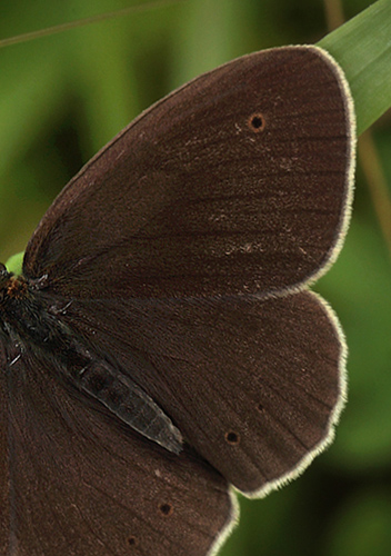 Engrandje, Aphantopus hyperantus han. Bialowieza skovene, Polen d. 18/6 2011. Fotograf: Lars Andersen