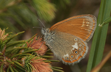 Kastaniebrunt Randøje, Coenonympha glycerion hun. Bialowieza Skoven, Polen d. 18 juni 2011. Fotograf: Lars Andersen