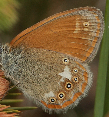 Kastaniebrun Randje, Coenonympha glycerion. Bialowieza Skoven, Polen d. 18 juni 2011. Fotograf: Lars Andersen