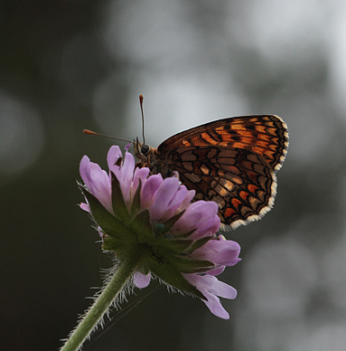 Brun pletvinge, Melitaea athalia hun.  Bialowieza skovene, Polen 18 juni 2011. Fotograf: Lars Andersen