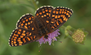 Brun pletvinge, Melitaea athalia hun.  Bialowieza skovene, Polen 18 juni 2011. Fotograf: Lars Andersen