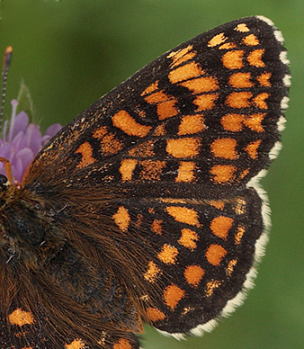 Brun pletvinge, Melitaea athalia hun.  Bialowieza skovene, Polen 18 juni 2011. Fotograf: Lars Andersen