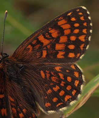 Melitaea han.  Bialowieza skovene, Polen 18 juni 2011. Fotograf: Lars Andersen