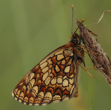 Melitaea han.  Bialowieza skovene, Polen 18 juni 2011. Fotograf: Lars Andersen