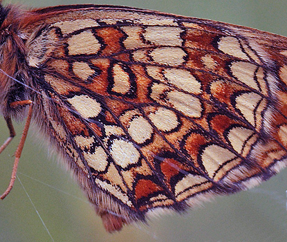 Melitaea han.  Bialowieza skovene, Polen 18 juni 2011. Fotograf: Lars Andersen