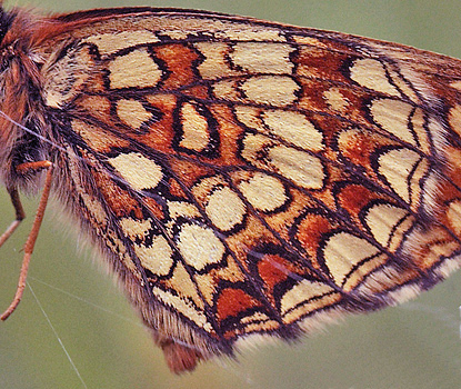 Melitaea britomartis han.  Bialowieza skovene, Polen 18 juni 2011. Fotograf: Lars Andersen