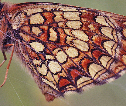 Melitaea britomartis han. Bialowieza skovene, Polen 18 juni 2011. Fotograf: Lars Andersen