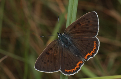 Violet Ildfugl, Lycaena alciphron hun. Bialowieza skovene, Polen d. 18/6 2011. Fotograf: Lars Andersen