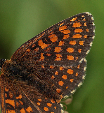 Melitaea han.  Bialowieza skovene, Polen 18 juni 2011. Fotograf: Lars Andersen