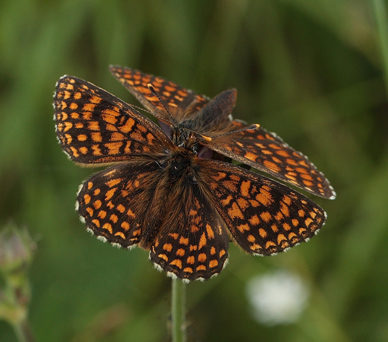 Melitaea han.  Bialowieza skovene, Polen 18 juni 2011. Fotograf: Lars Andersen