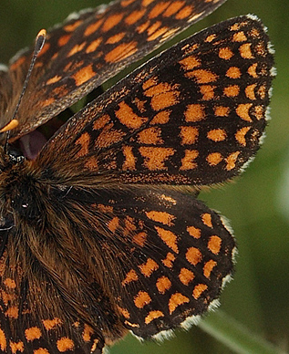 Melitaea han.  Bialowieza skovene, Polen 18 juni 2011. Fotograf: Lars Andersen