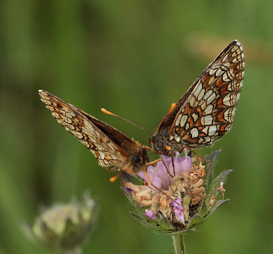 Melitaea han.  Bialowieza skovene, Polen 18 juni 2011. Fotograf: Lars Andersen