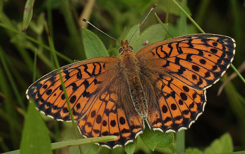 Engperlemorsommerfugl, Brenthis ino hun.  Bialowieza skovene, Polen 21 juni 2011. Fotograf: Lars Andersen