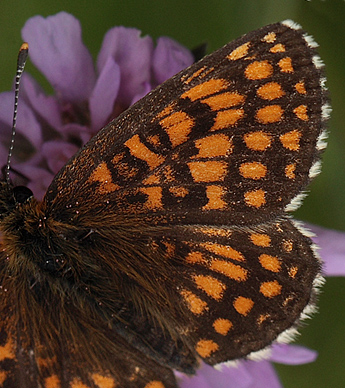 Melitaea han.  Bialowieza skovene, Polen 18 juni 2011. Fotograf: Lars Andersen