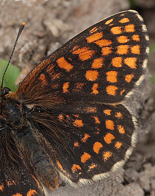 Melitaea hun.  Bialowieza skovene, Polen 18 juni 2011. Fotograf: Lars Andersen