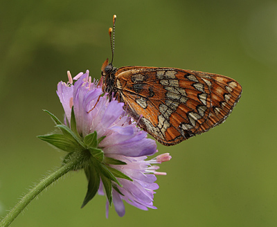 Askepletvinge,Euphydryas maturna hun. Bialowieza skovene, Polen d. 20 juni 2011. Fotograf: Lars Andersen