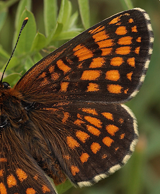 Melitaea athalia han.  Bialowieza skovene, Polen 20 juni 2011. Fotograf: Lars Andersen