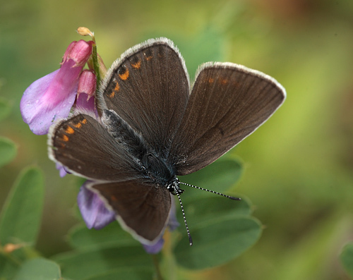 Isblfugl, Polyommatus amandus hun.  Bialowieza skovene, Polen 20 juni 2011. Fotograf: Lars Andersen