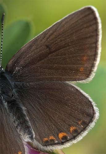 Isblåfugl, Polyommatus amandus hun. Bialowieza skovene, Polen 20 juni 2011. Fotograf: Lars Andersen