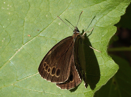 Skyggerandje, Lopinga achine han. Bialowieza Skoven, Polen d. 21 juni 2011. Fotograf: Lars Andersen