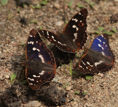 Ilia, Apatura ilia han. Bialowieza skovene, Polen d. 21/6 2011. Fotograf: Lars Andersen