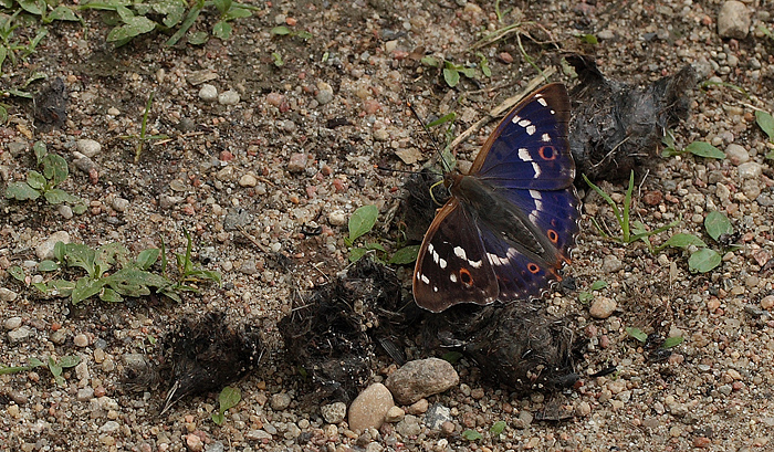 Ilia, Apatura ilia han. Bialowieza skovene, Polen d. 21/6 2011. Fotograf: Lars Andersen