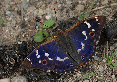 Ilia, Apatura ilia han. Bialowieza skovene, Polen d. 21/6 2011. Fotograf: Lars Andersen