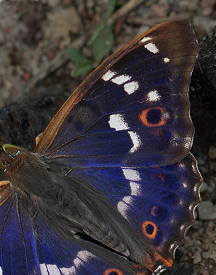 Ilia, Apatura ilia han. Bialowieza skovene, Polen d. 21/6 2011. Fotograf: Lars Andersen