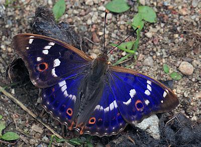 Ilia, Apatura ilia han. Bialowieza skovene, Polen d. 21/6 2011. Fotograf: Lars Andersen