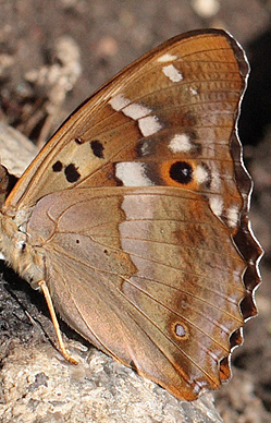 Ilia, Apatura ilia han. Bialowieza skovene, Polen d. 21/6 2011. Fotograf: Lars Andersen