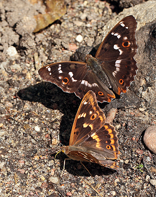 Ilia, Apatura ilia han. Bialowieza skovene, Polen d. 21/6 2011. Fotograf: Lars Andersen