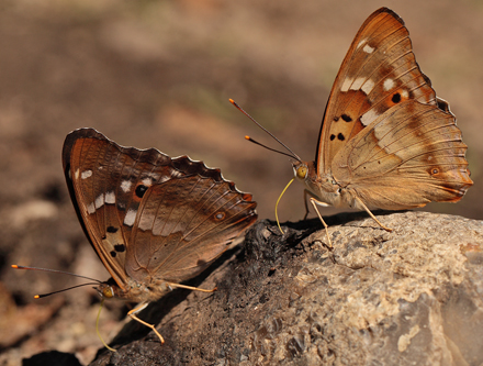 Ilia, Apatura ilia hanner. Bialowieza skovene, Polen d. 21/6 2011. Fotograf: Lars Andersen