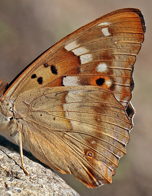 Ilia, Apatura ilia form clytie han. Bialowieza skovene, Polen d. 21/6 2011. Fotograf: Lars Andersen