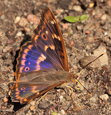 Ilia, Apatura ilia han. Bialowieza skovene, Polen d. 21/6 2011. Fotograf: Lars Andersen