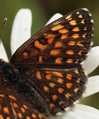 Melitaea hun.  Bialowieza skovene, Polen 21 juni 2011. Fotograf: Lars Andersen