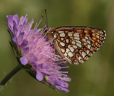 Melitaea britomartis hun.  Bialowieza skovene, Polen 21 juni 2011. Fotograf: Lars Andersen