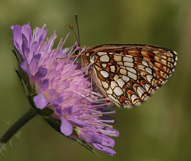 Melitaea hun.  Bialowieza skovene, Polen 21 juni 2011. Fotograf: Lars Andersen