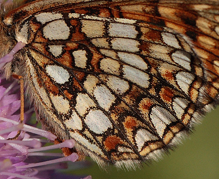 Melitaea britomartis hun.  Bialowieza skovene, Polen 21 juni 2011. Fotograf: Lars Andersen