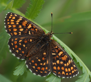 Melitaea hun.  Bialowieza skovene, Polen 21 juni 2011. Fotograf: Lars Andersen