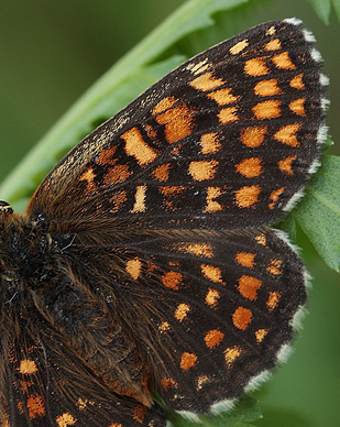 Melitaea hun.  Bialowieza skovene, Polen 21 juni 2011. Fotograf: Lars Andersen