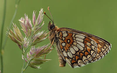 Melitaea athalia han.  Bialowieza skovene, Polen 21 juni 2011. Fotograf: Lars Andersen