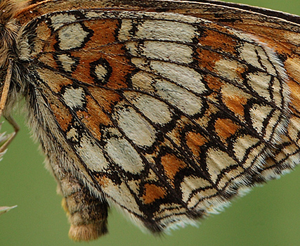Melitaea athalia han.  Bialowieza skovene, Polen 21 juni 2011. Fotograf: Lars Andersen