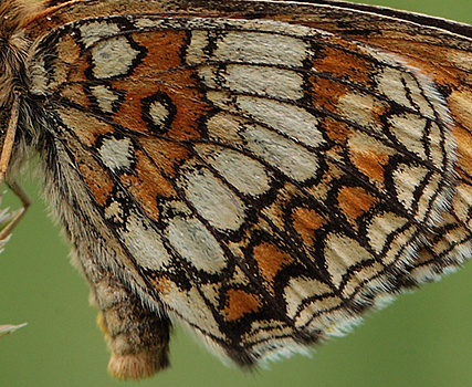 Melitaea athalia han. Bialowieza skovene, Polen 21 juni 2011. Fotograf: Lars Andersen