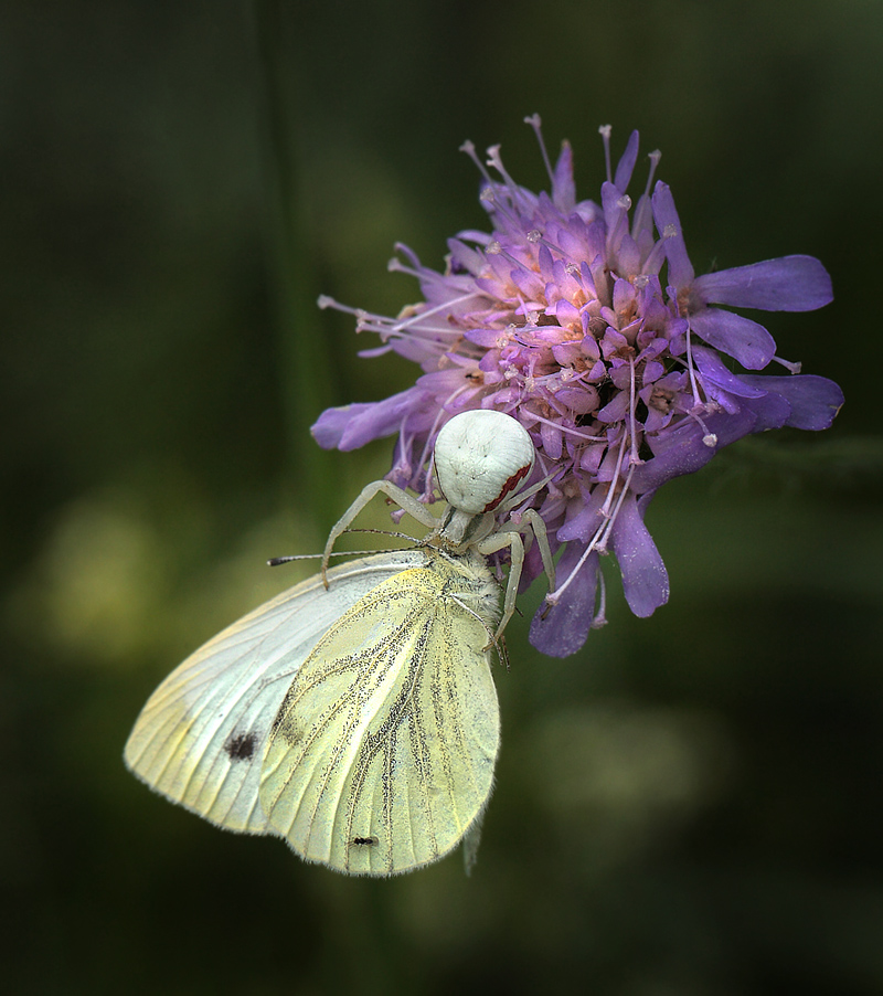 Grnret Klsommerfugl, pieris napi hun. Bialowieza skovene, Polen d. 21/6 2011. Fotograf: Lars Andersen