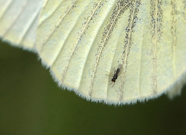 Grønåret Kålsommerfugl, pieris napi hun. Bialowieza skovene, Polen d. 21/6 2011. Fotograf: Lars Andersen