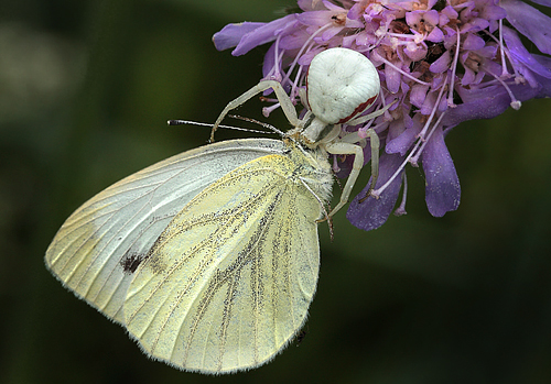 Grønåret Kålsommerfugl, pieris napi hun. Bialowieza skovene, Polen d. 21/6 2011. Fotograf: Lars Andersen