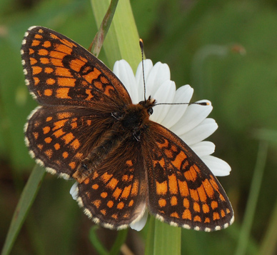 Brun pletvinge, Melitaea athalia han.  Bialowieza skovene, Polen 21 juni 2011. Fotograf: Lars Andersen