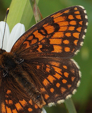 Brun pletvinge, Melitaea athalia han.  Bialowieza skovene, Polen 21 juni 2011. Fotograf: Lars Andersen